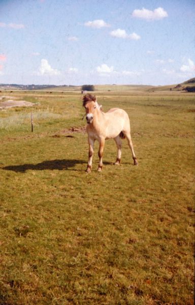 1960 Vorde, hest i engen