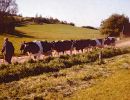 1960 Vorde, k&oslash;er hjem fra engen