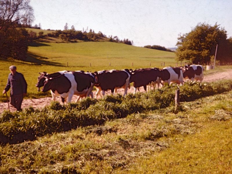 1960 Vorde, køer hjem fra engen