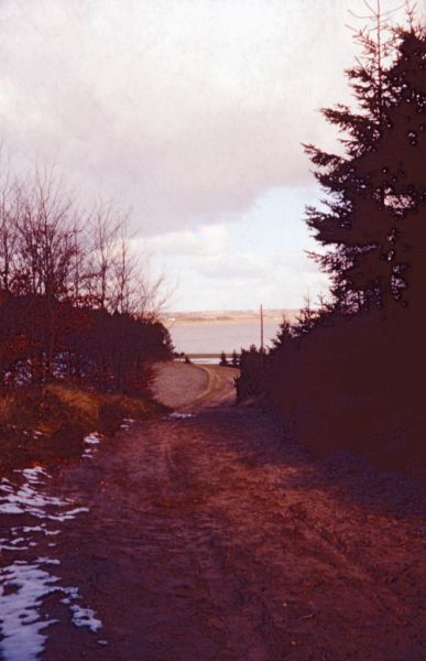 1961 Vorde, skovvej i sne